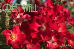 Great Wall rose photo