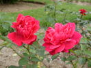 Althea rose photo