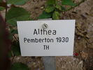 Althea rose photo