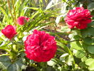 Braveheart ™ rose photo