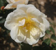 Gustave Régis rose photo