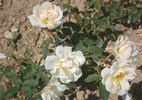 Gustave Régis rose photo
