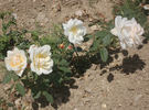 Gustave Régis rose photo