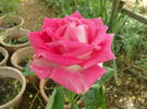 Crowd Pleaser ™ rose photo