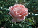 Jade rose photo