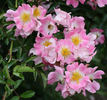Bonnie Belle rose photo