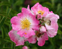Bonnie Belle rose photo