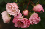 Böhmova Popelka rose photo