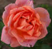 Emile Cramon rose photo