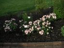 Radsweet rose photo