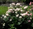 Radsweet rose photo