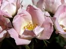 Radsweet rose photo