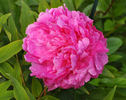 Red Sarah Bernhardt peony photo