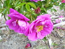 Dart's Defender rose photo