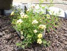 Tigris rose photo