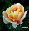 Southampton rose photo