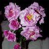 The Colwyn Rose rose photo