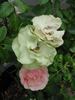 Greensleeves rose photo