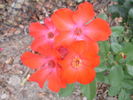 Playtime ™ rose photo