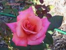 Frontier Twirl rose photo