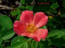 Summer Wind rose photo