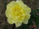 Bruocsella ® rose photo