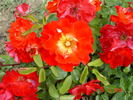 Caramba rose photo