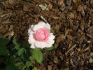September Morn rose photo