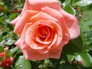 Pink Sevillana rose photo