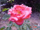 Pink Sevillana rose photo