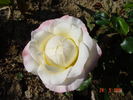 Rosa Mystica rose photo