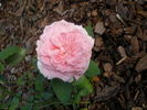 September Morn rose photo