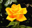 Aloha ® rose photo