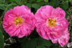 Eulalia Lebrun rose photo