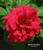 Queen o' the Lakes rose photo