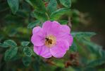 <i>Rosa albertii</i> Regel rose photo