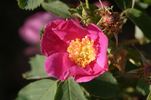 R. heckeliana rose photo
