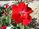 La Sevillana Plus rose photo