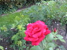 Carmen Talón rose photo