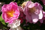R. villosa recondita rose photo