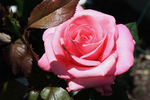 Aromatherapy ™ rose photo