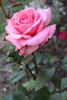 Aromatherapy ™ rose photo