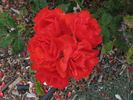 City of Belfast ® rose photo