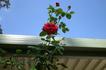 Oklahoma, Cl. rose photo