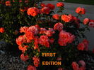 First Edition rose photo