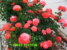 First Edition rose photo