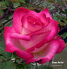 Donna Darlin' rose photo