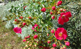 Bay ™ rose photo