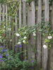 Fräulein Octavia Hesse rose photo