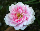 The Dahlia Rose rose photo